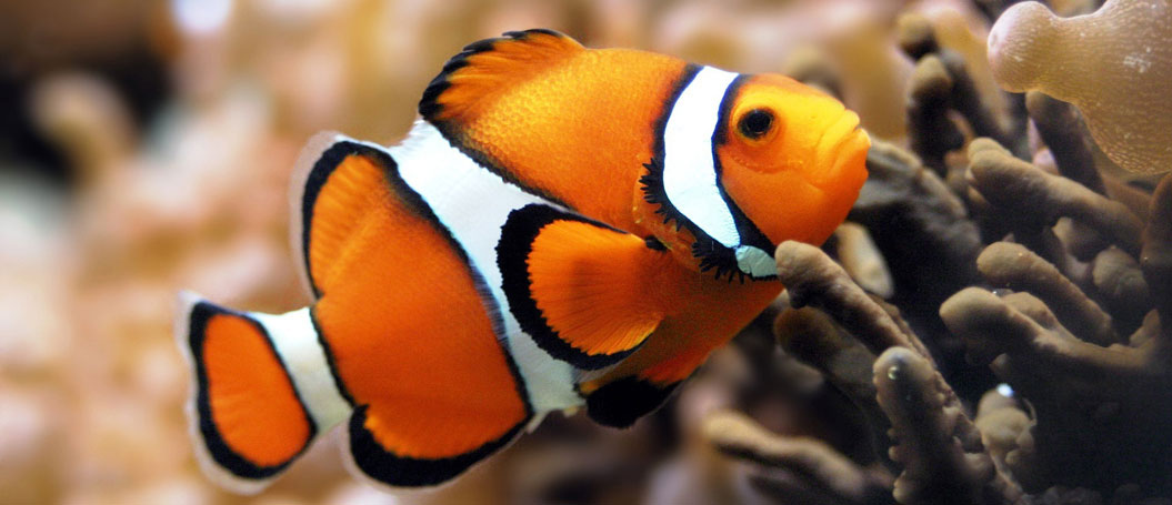 运行流畅持久的DDOS攻击