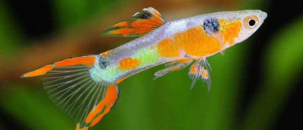 ddos服务器攻击手段