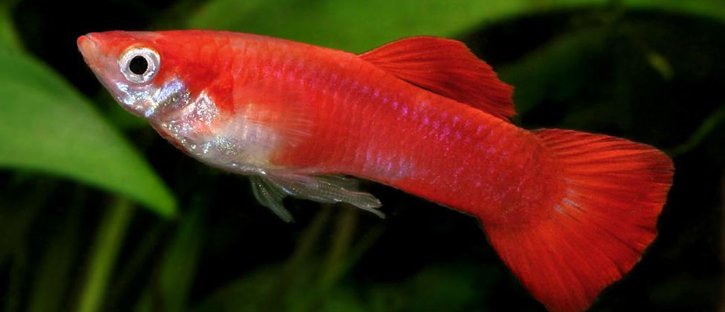 DDOS在线压力测试