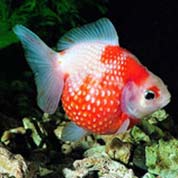 安卓ddos攻击工具