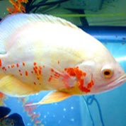 安卓ddos攻击工具