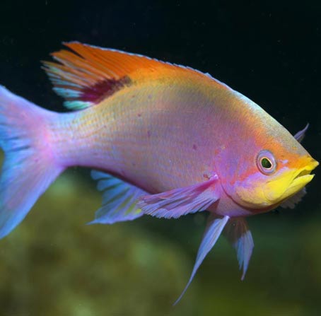 直充平台靠谱的DDOS攻击